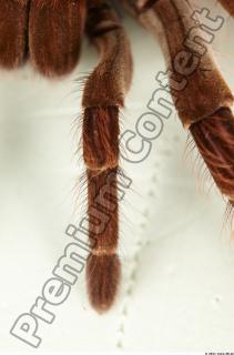 Theraphosa blondi 0028